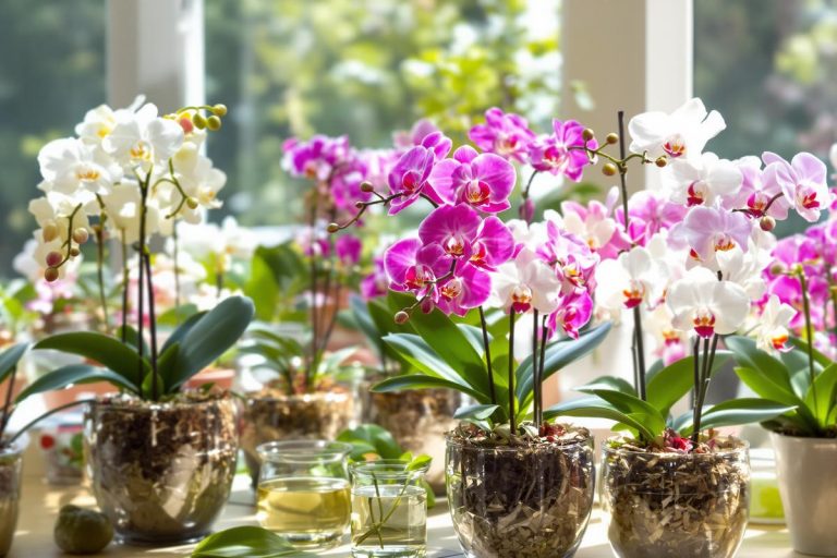Vous jetez encore ce reste de cuisine ? Versé une fois par mois, il rend vos orchidées couvertes de fleurs.jpg