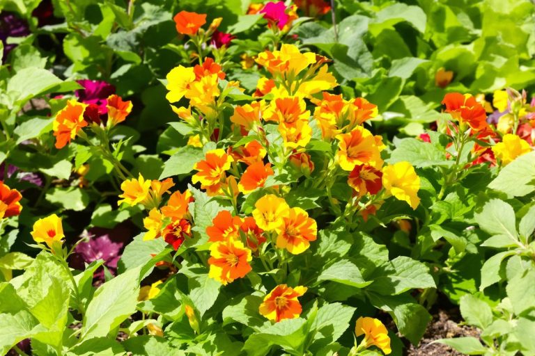 Derrière ses fleurs éclatantes, un pouvoir que beaucoup redécouvrent au potager.jpg