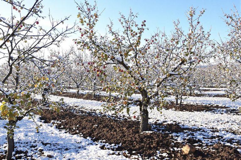 Faut-il fertiliser ses arbres fruitiers en hiver pour avoir beaucoup de fruits en fin de printemps et en été ?.jpg
