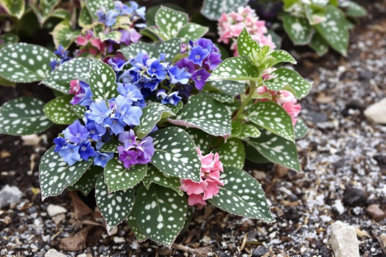 Jardiniers : cette vivace d’ombre méconnue illumine l’hiver, nourrit les abeilles et bloque les mauvaises herbes.jpg