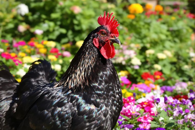 Le top 15 des plus belles races de poules noires.jpg