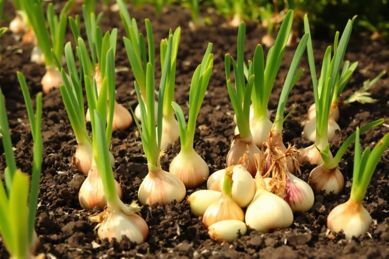 Pourquoi plante-t-on des bulbes d'oignon, d'ail ou d'échalote plutôt que des graines ?.jpg